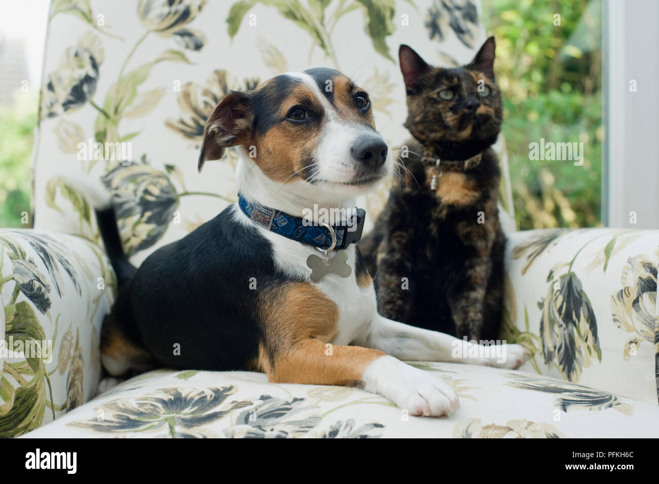 Do Jack Russell Get Along With Cats
