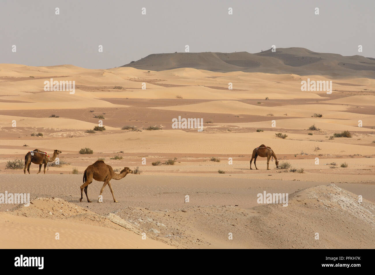 Camel behaviour hi-res stock photography and images - Alamy