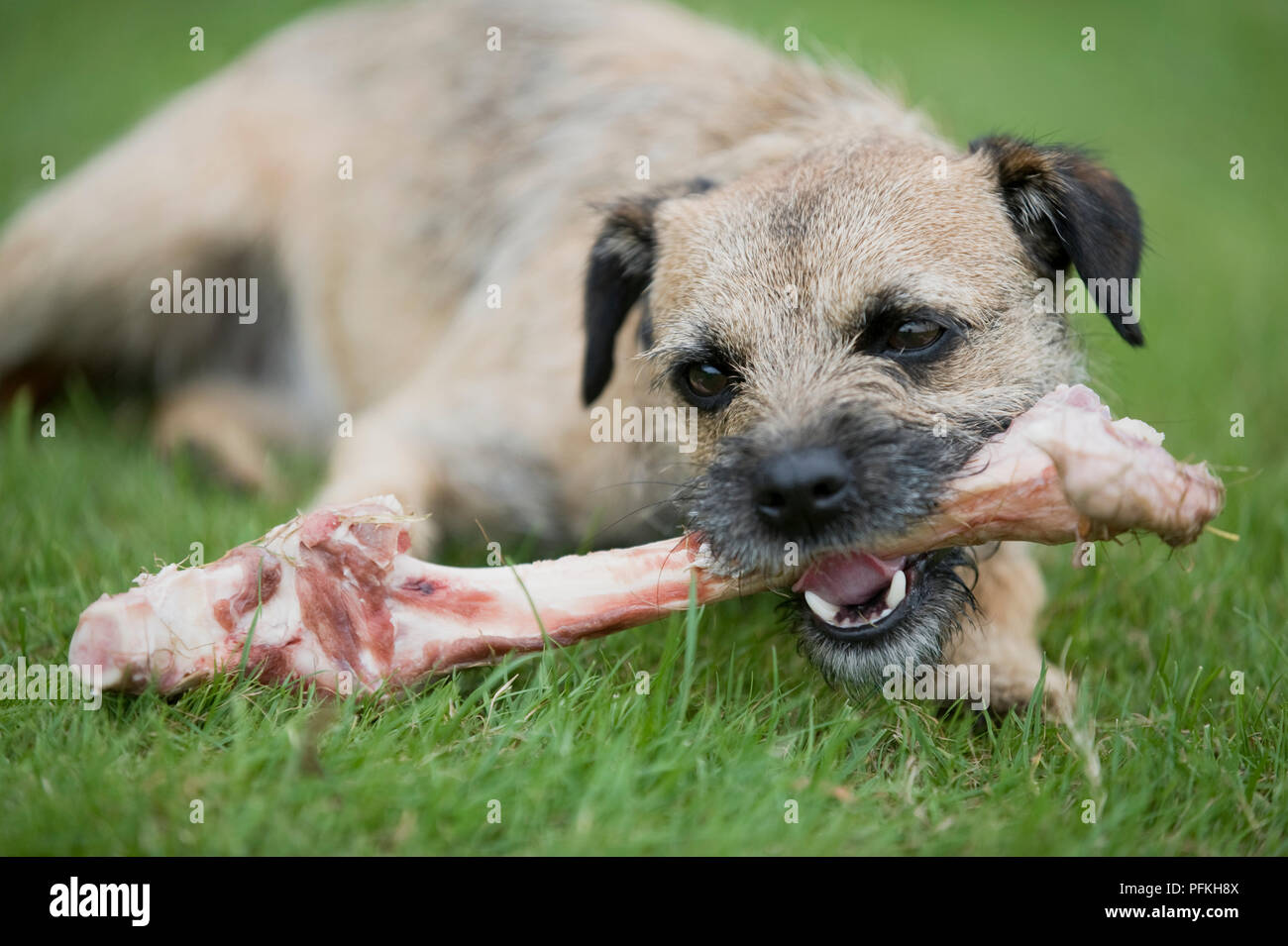 Border Terrier chewing on a raw bone, front view Stock Photo