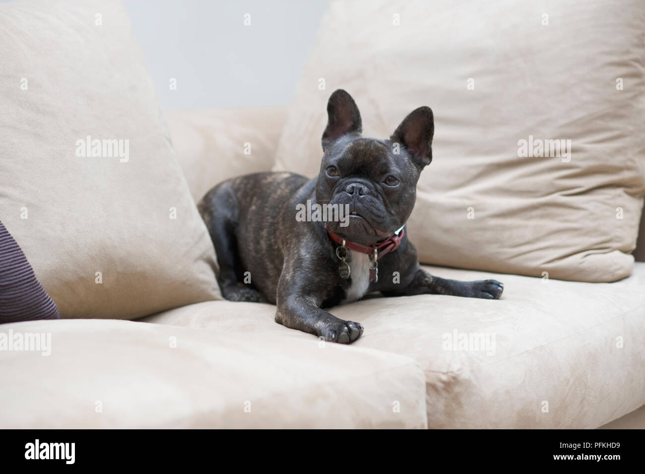 French Bulldog lying on sofa Stock Photo