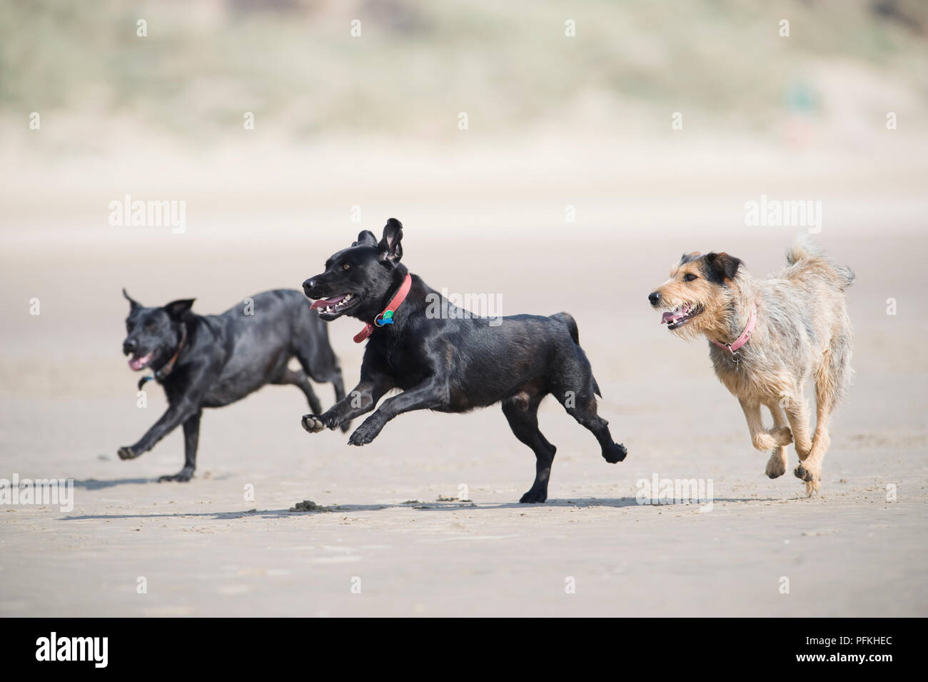 Three mongrel dogs running on beach Stock Photo
