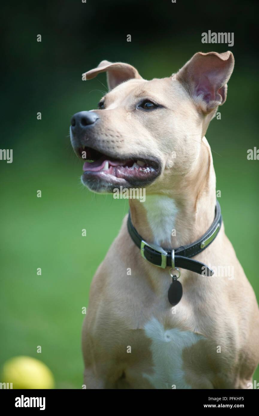 Head and shoulders of mixed-breed dog wearing dog collar and dog tag, looking up, with yellow ball in background Stock Photo