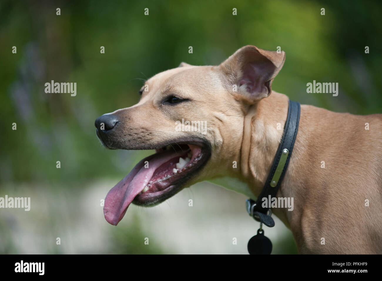 Head of mixed-breed dog wearing dog collar and dog tag, sticking out tongue, close-up, side view Stock Photo