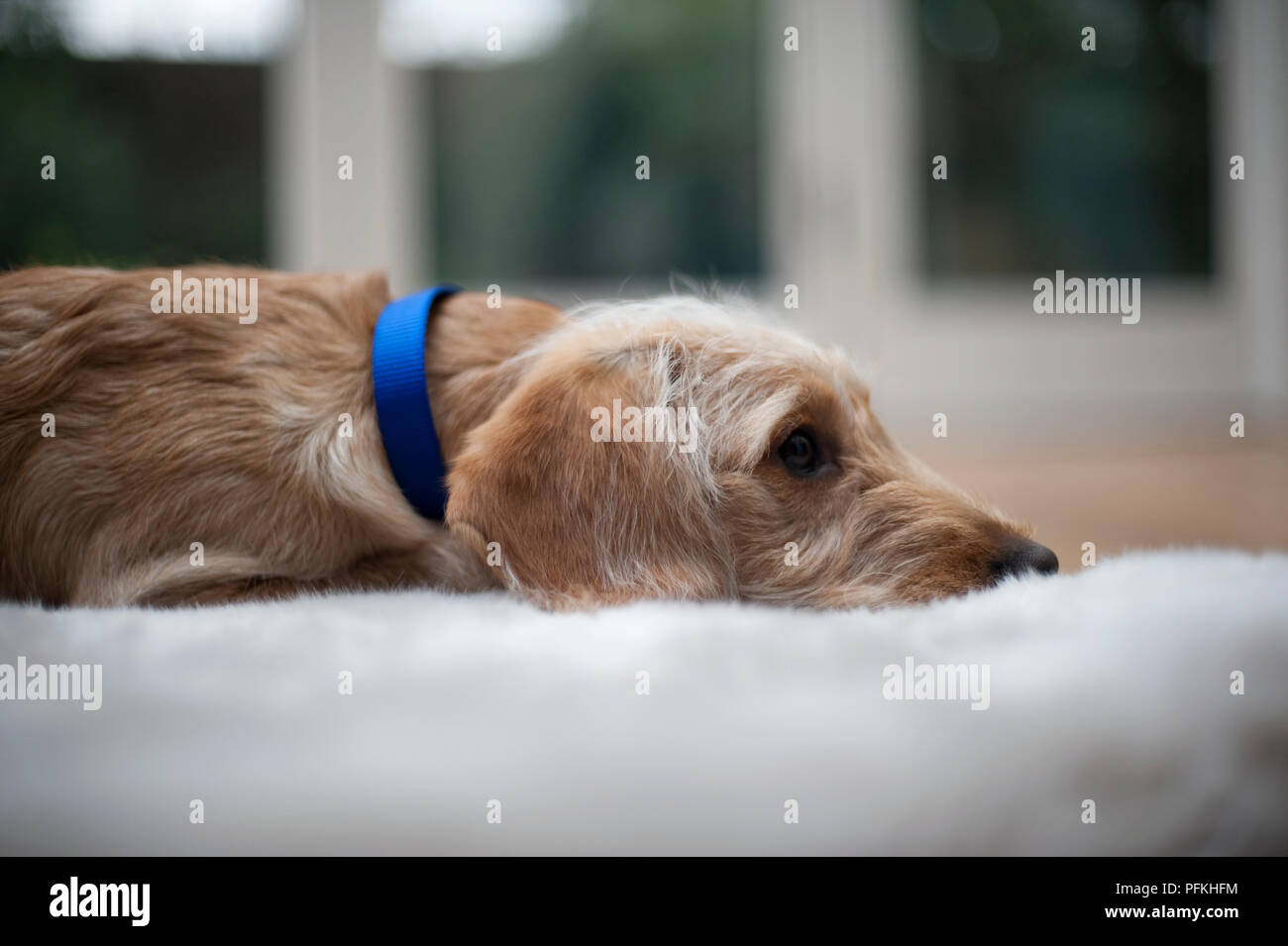 Should Puppies Wear Collars