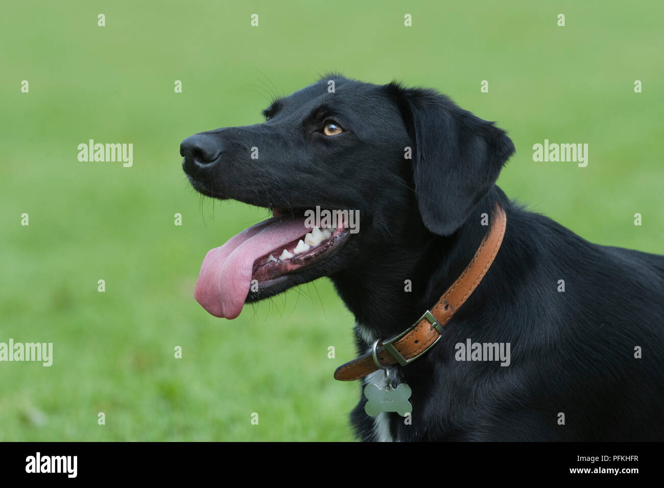 Head of black mixed-breed dog wearing dog collar and dog tag, sticking out tongue, close-up, side view Stock Photo
