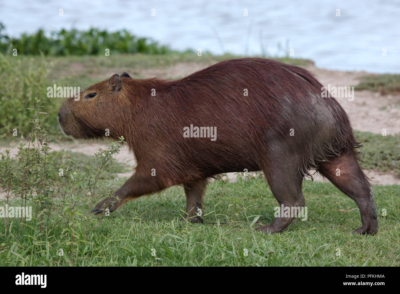 Argentina, Capybara (Hydrochoerus hydrochaeris), large rodent on riverbank in wetlands Stock Photo