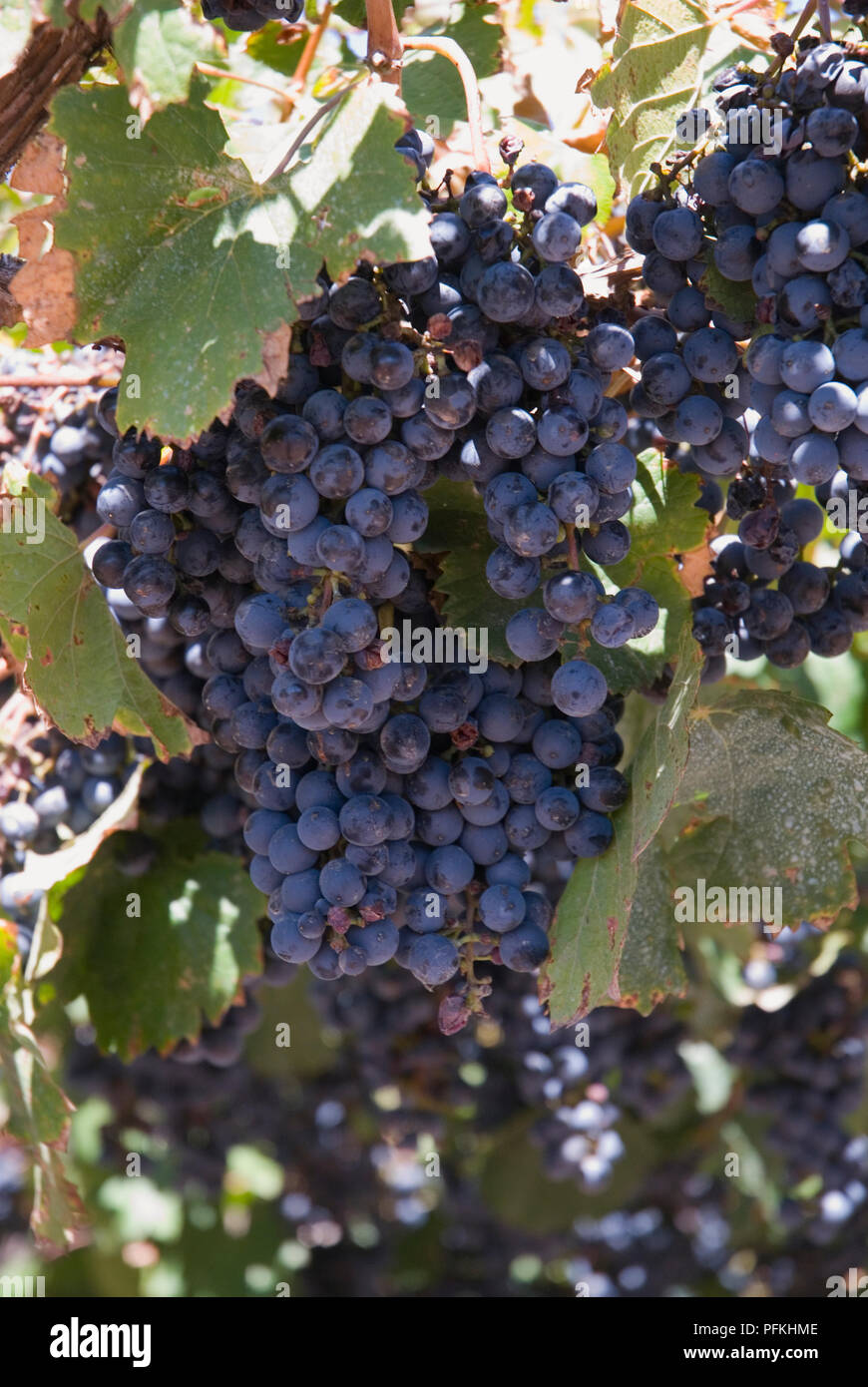 Malbec grapes argentina hires stock photography and images Alamy
