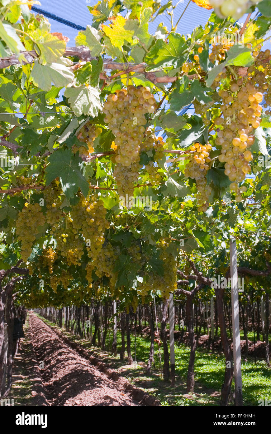 Argentina, Mendoza, Torrontes wine grapes ripe for harvesting in vineyard of Familia Zuccardi Bodega Stock Photo