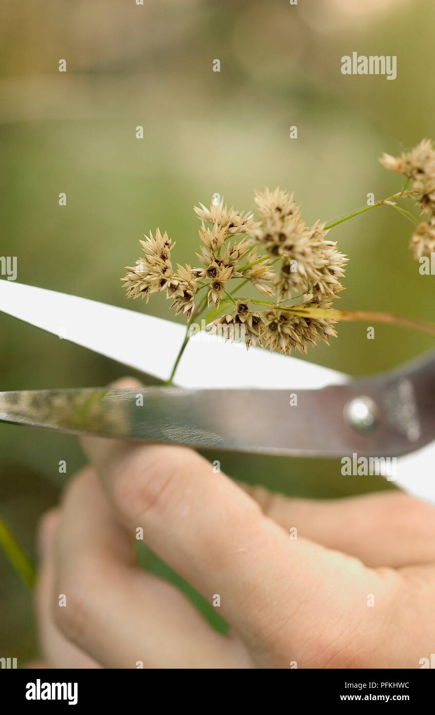 Luzula nivea (Snowy woodrush), removing seed head to prevent unwanted seedlings, using scissors, close-up Stock Photo