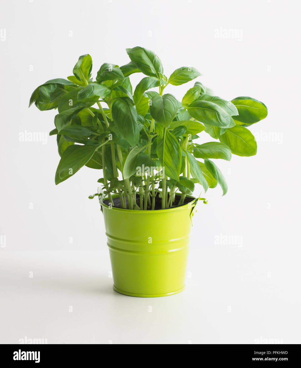 Fresh basil in metal pot Stock Photo Alamy