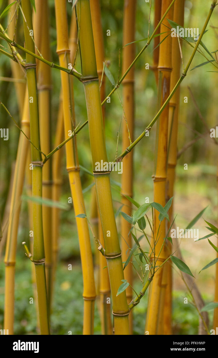 Group of bamboo stems hires stock photography and images Alamy