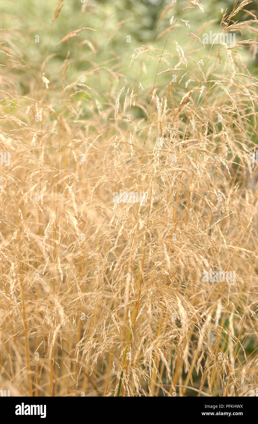 Deschampsia cespitosa 'Goldtau' (Tussock grass), gold coloured grass, close-up Stock Photo