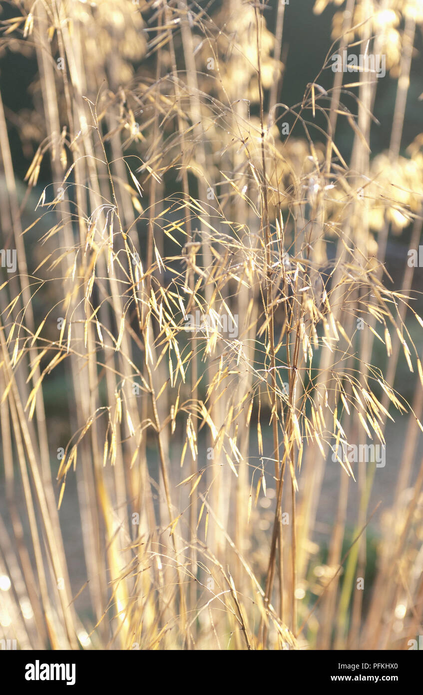 Stipa gigantea (Giant feather grass), close-up Stock Photo