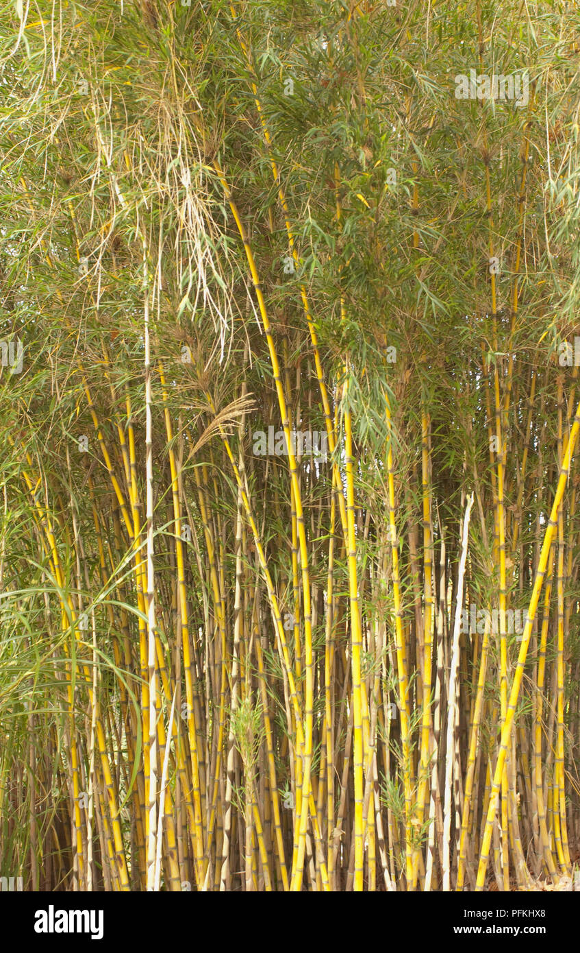 Chusquea culeou (Bamboo), stems and leaves, close-up Stock Photo