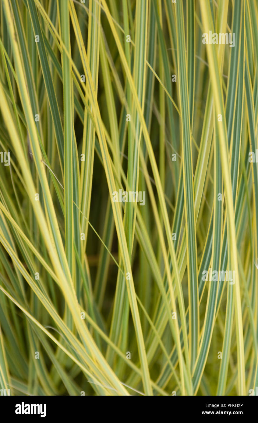 Miscanthus Sinensis Morning Light Japanese Silver Grass Green And Yellow Leaves Close Up Stock Photo Alamy Miscanthus Sinensis Morning Light Japanese Silver Grass Green And Yellow Leaves Close Up Stock Photo Alamy