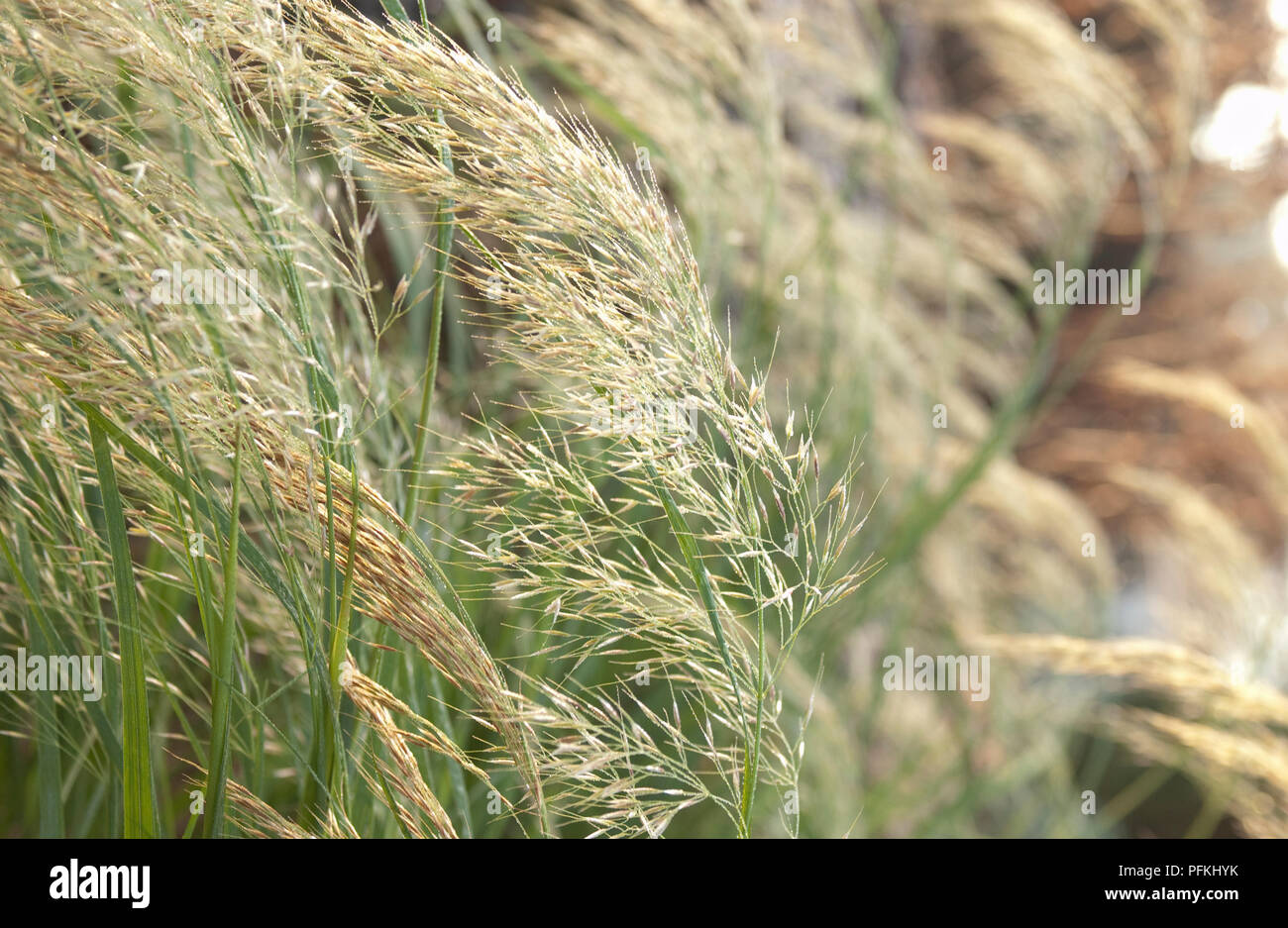 Stipa calamagrostis (Spear grass), close-up Stock Photo