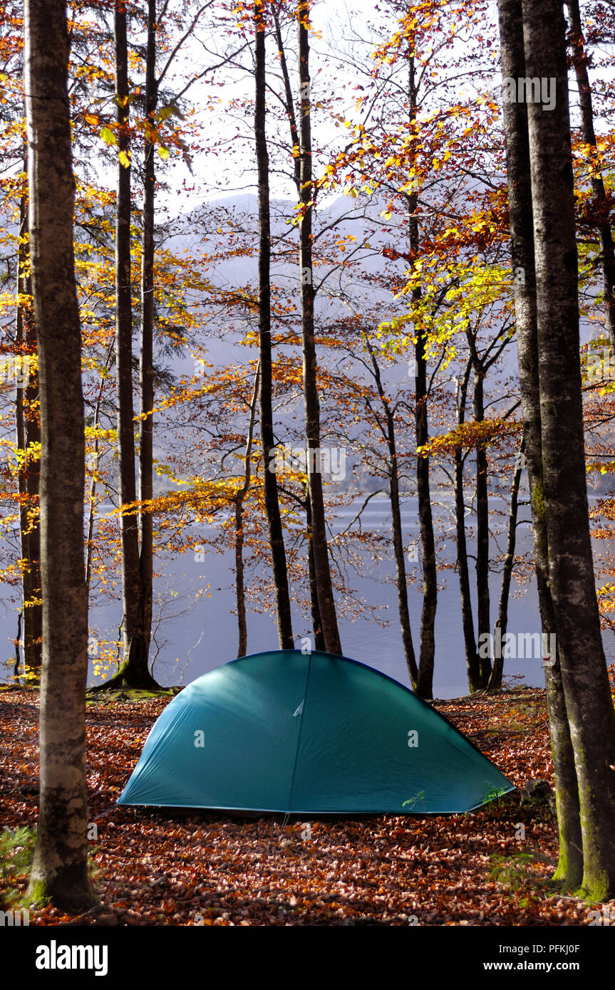 Dome tent in forest pitched on fallen leaves below tall trees overloking  lake Stock Photo - Alamy