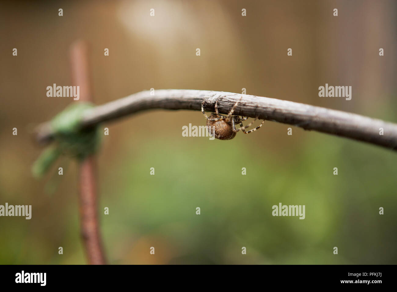 Spider crawling along on the underside of a twig, close-up Stock Photo