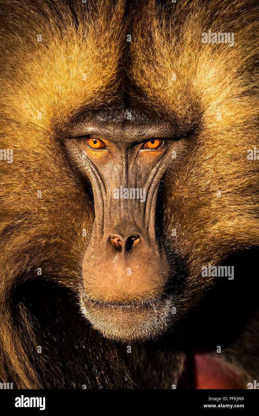 Portrait of Gelada Baboon in the Simien Mountains National Park, Ethiopia, Africa Stock Photo
