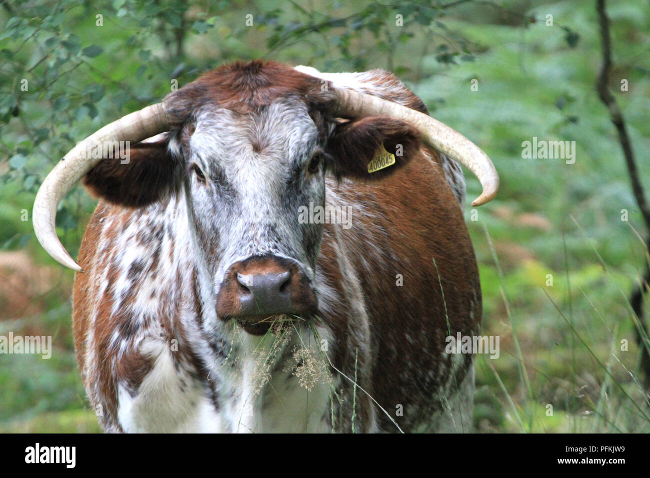 English Longhorn Cattle Stock Photo Alamy