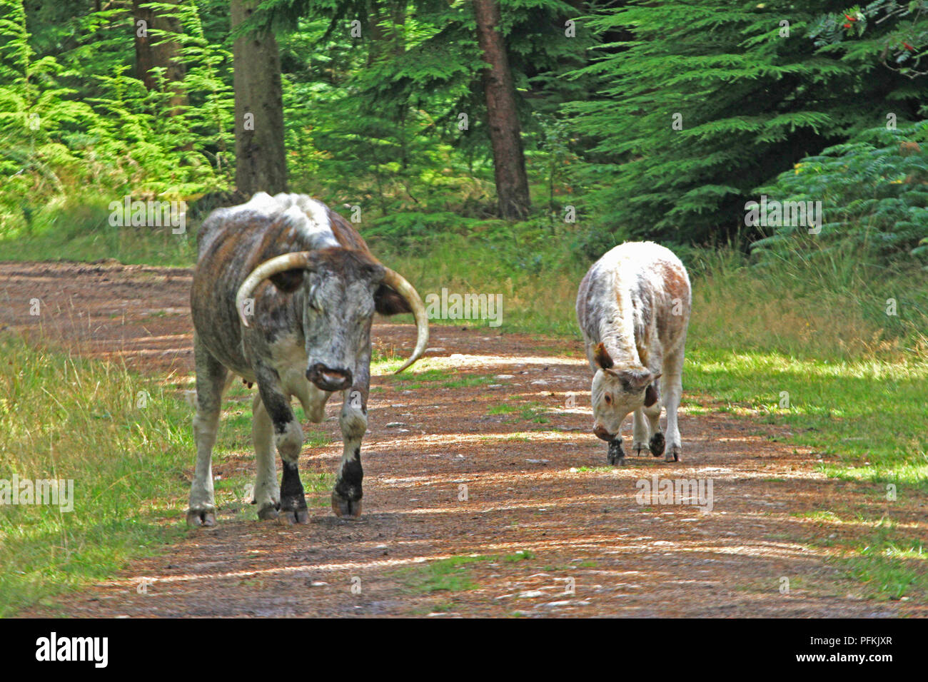 English Longhorn cattle Stock Photo Alamy