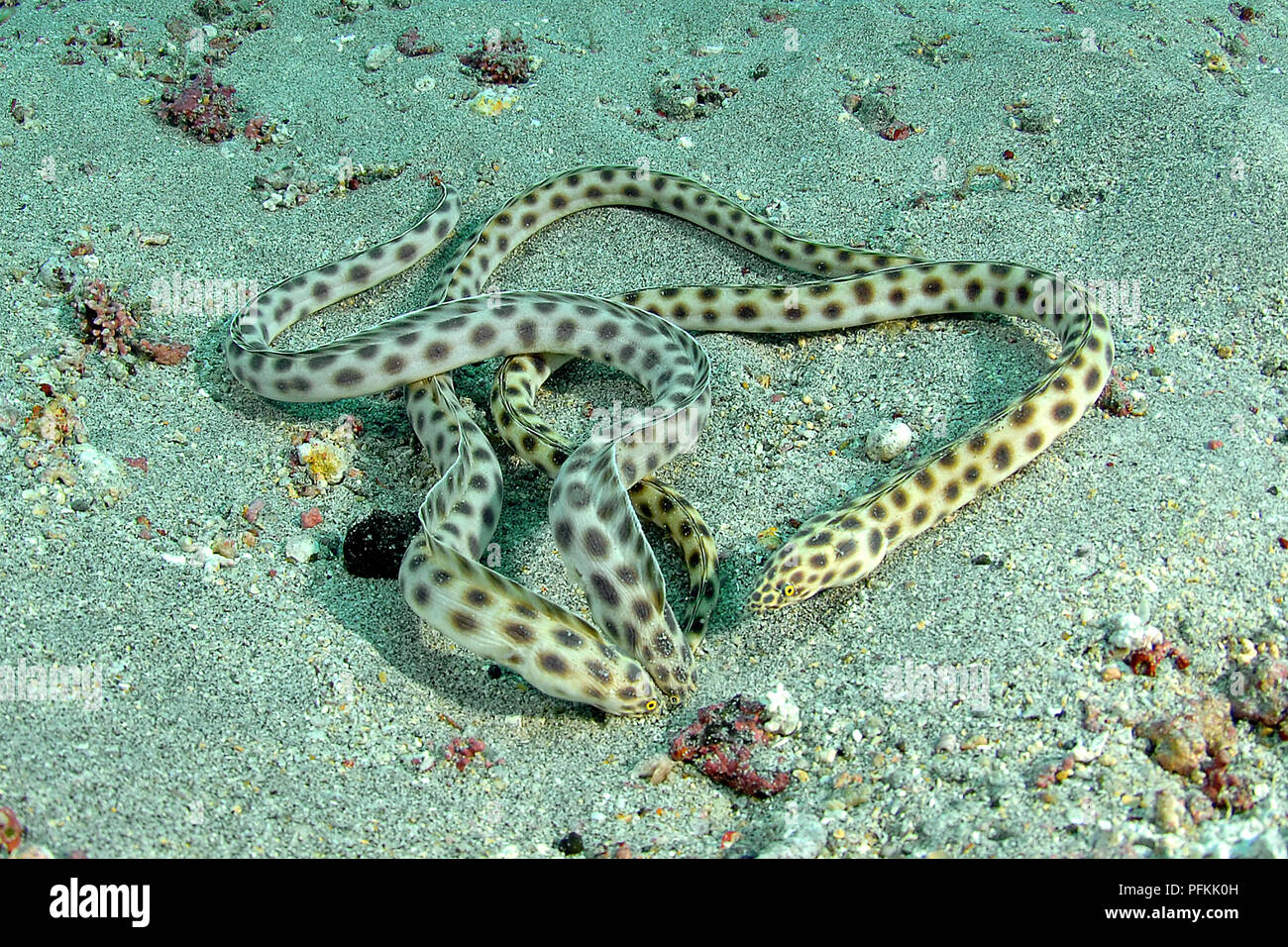 Spotted Snake-eels (Myrichthys tigrinus), Galapagos islands, Ecuador Stock Photo