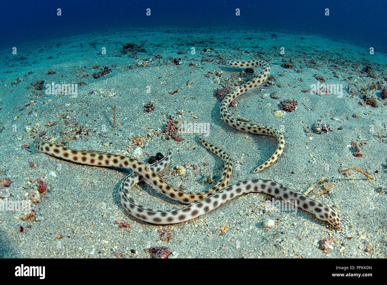 Spotted Snake-eels (Myrichthys tigrinus), Galapagos islands, Ecuador Stock Photo