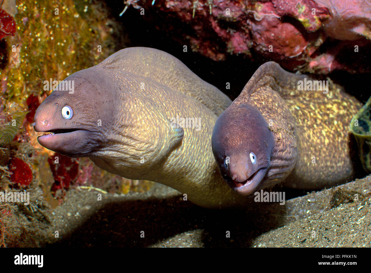 Two White-eyed Moray Eels (Siderea thyrsoidea), Dumaguete, Negros island, Philippines Stock Photo