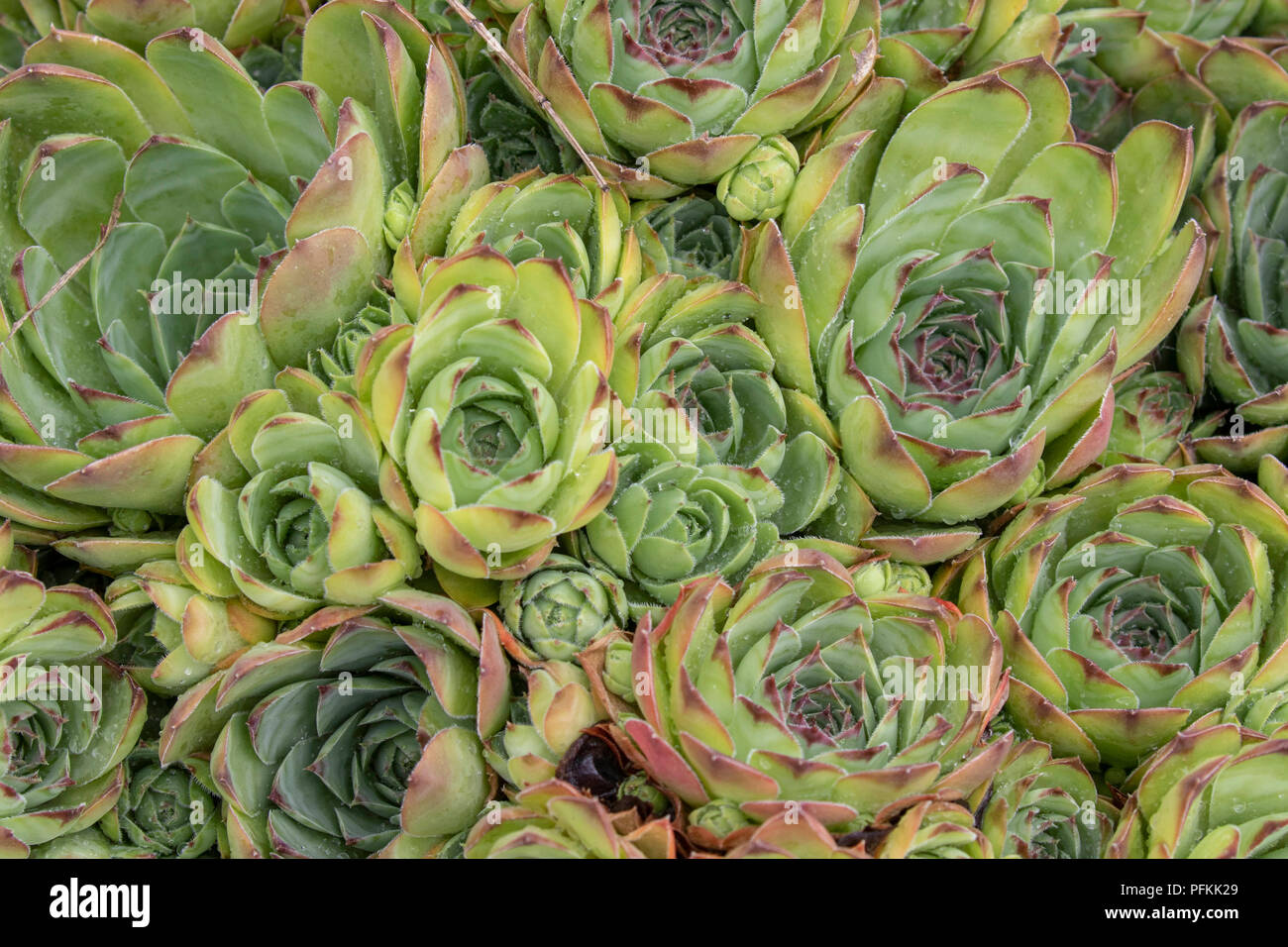 Hens and Chicks plants also known as houseleeks Stock Photo