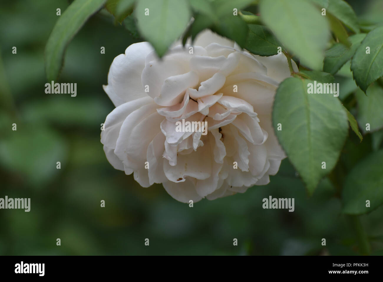Gorgeous Petals on this White Floppy Rose Stock Photo - Alamy