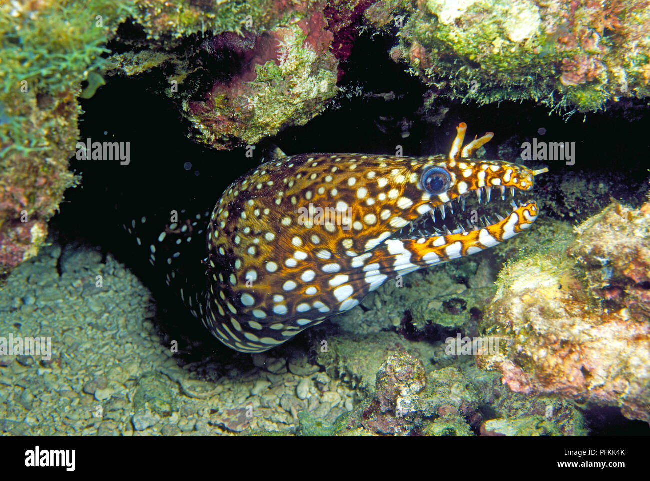 Drachenmuraene (Enchelycore pardalis) im Korallenriff, Hawai | Leopard moray eel or Dragon moray eel (Enchelycore pardalis) at coral reef, Hawaii Stock Photo