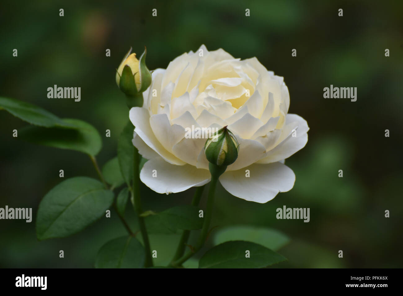 Rose surrounded by buds hi-res stock photography and images - Alamy