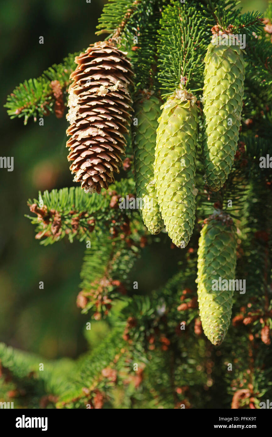 brown and green cones with resin on a spruce tree Stock Photo