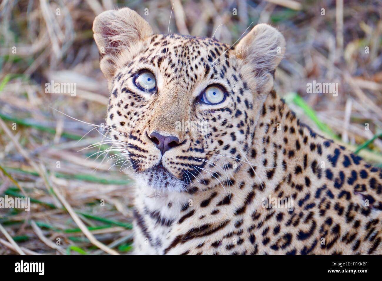 Fabulous leopard eyes Stock Photo