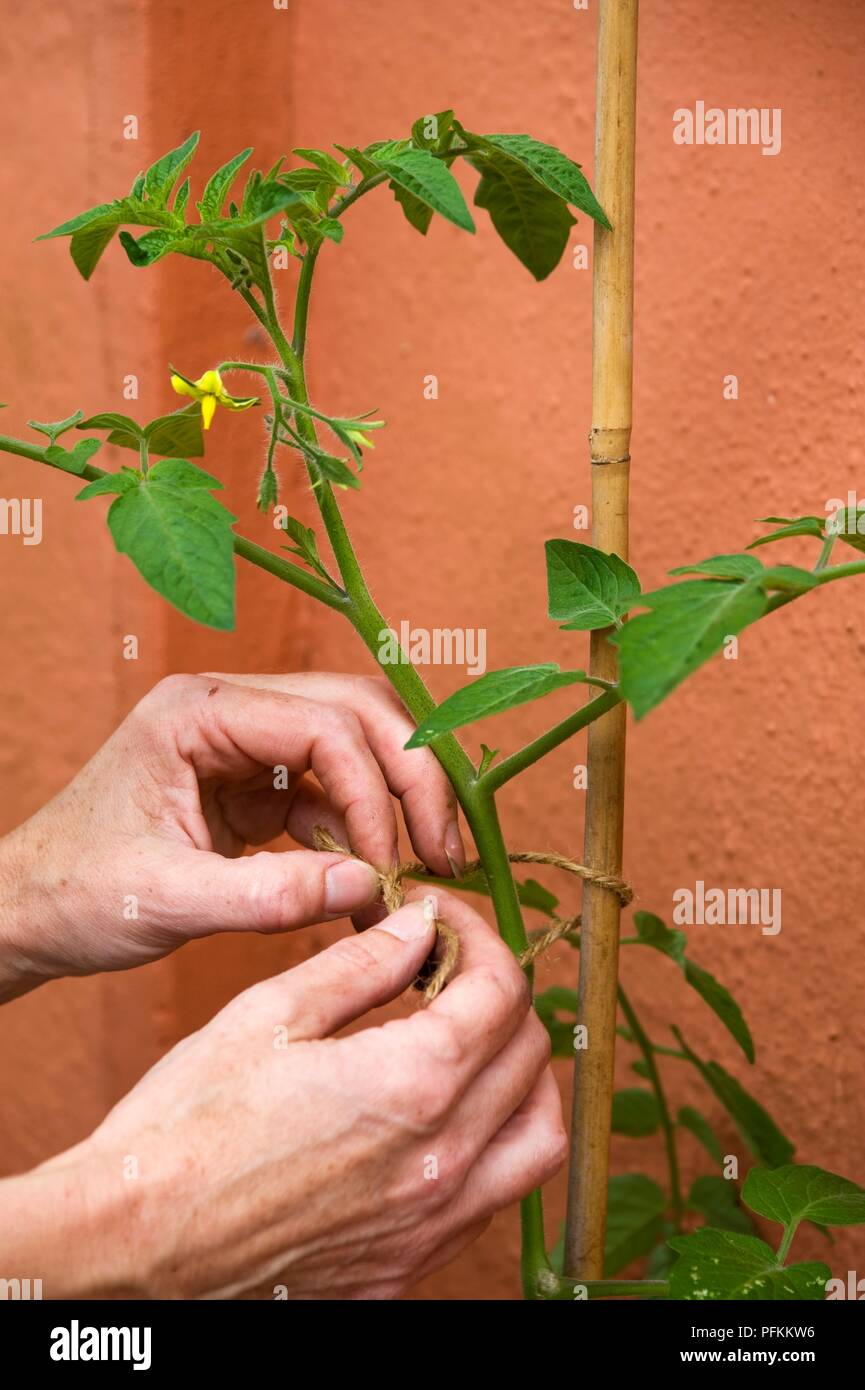 Using hands to tie main stem of tomato plant to bamboo support Stock