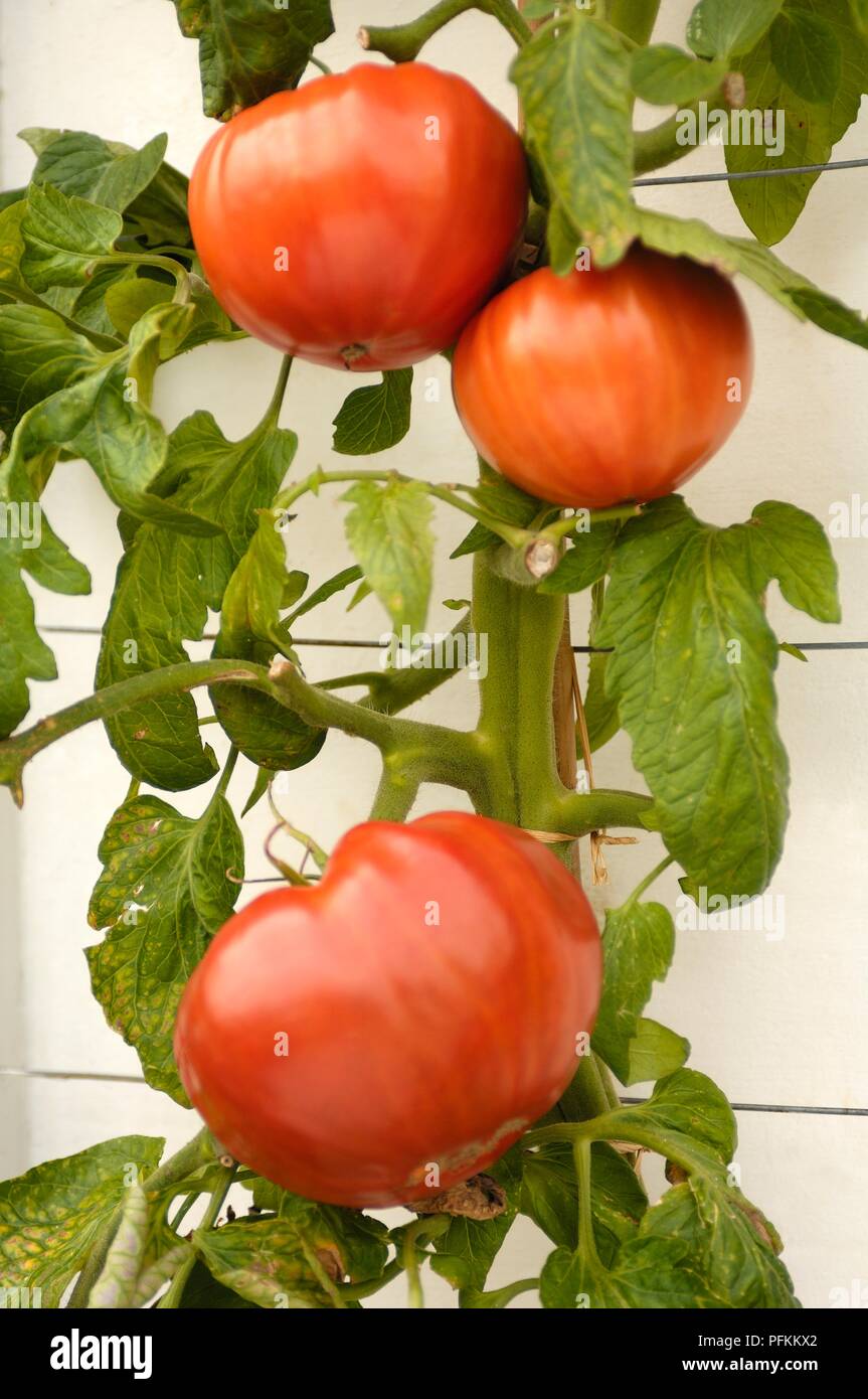 Large ripe red show tomatoes on plant Stock Photo