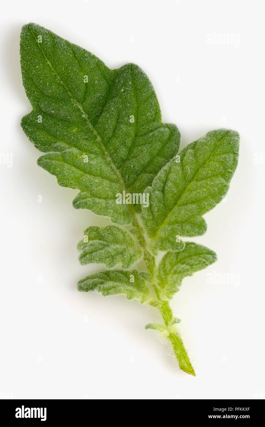 Green Angora tomato leaf Stock Photo