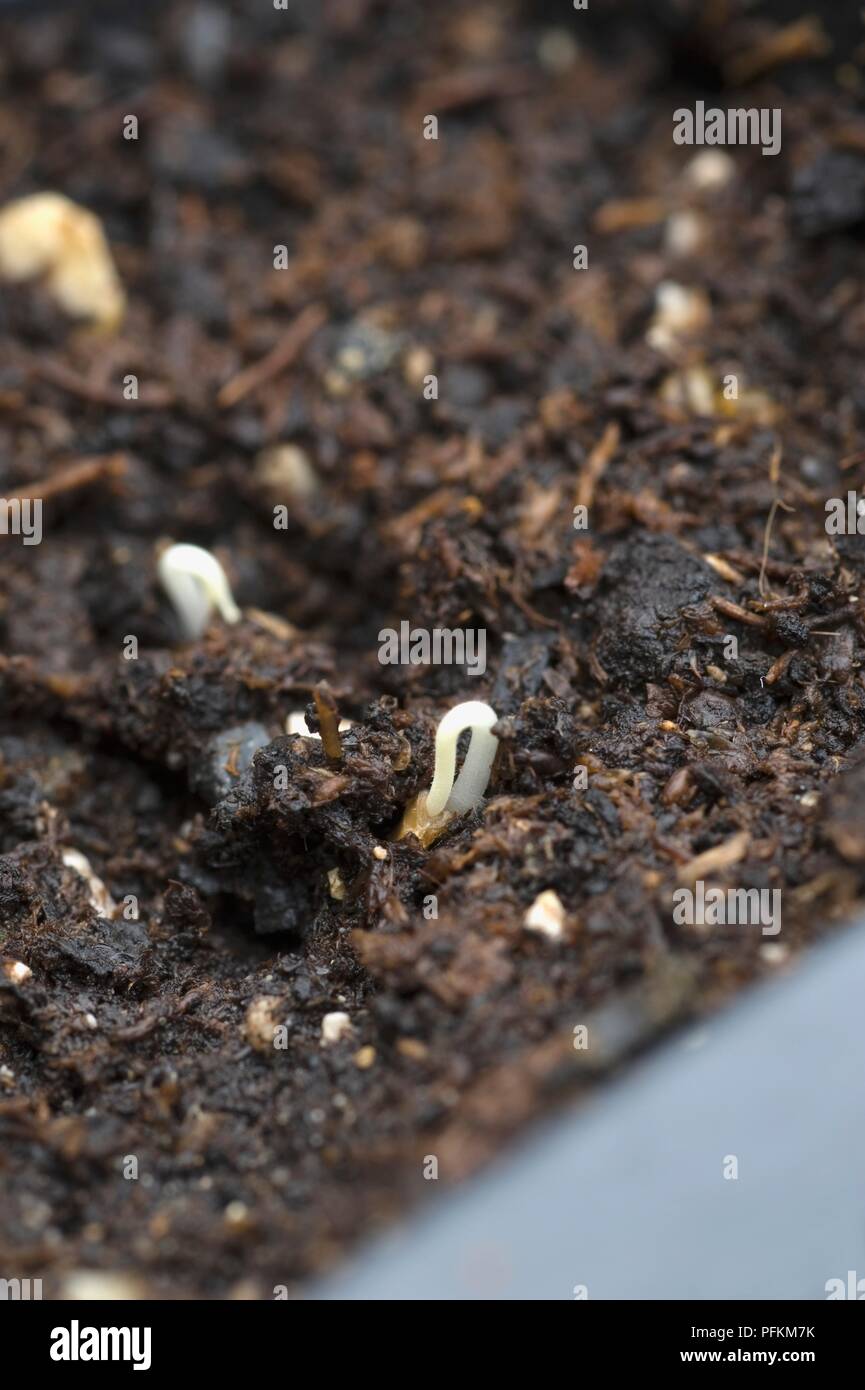 Tomato seeding growing in tray of wet seed compost Stock Photo Alamy