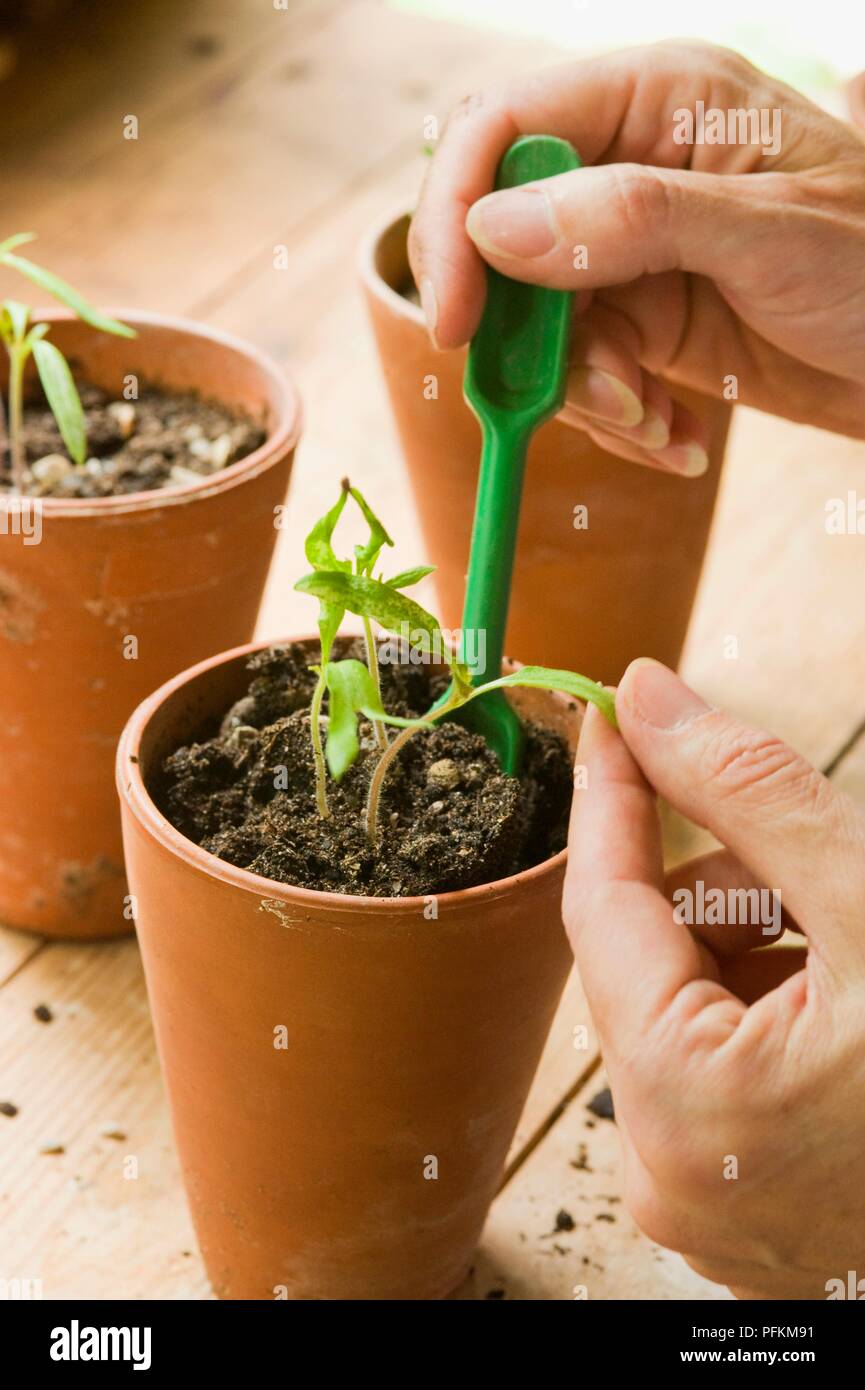 Using A Dibber Using dibber hi-res stock photography and images - Alamy