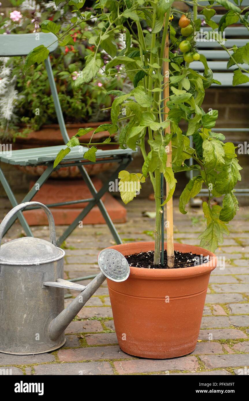 Tomato Plant Tied To Bamboo Support In Pot On Patio Next To Metal