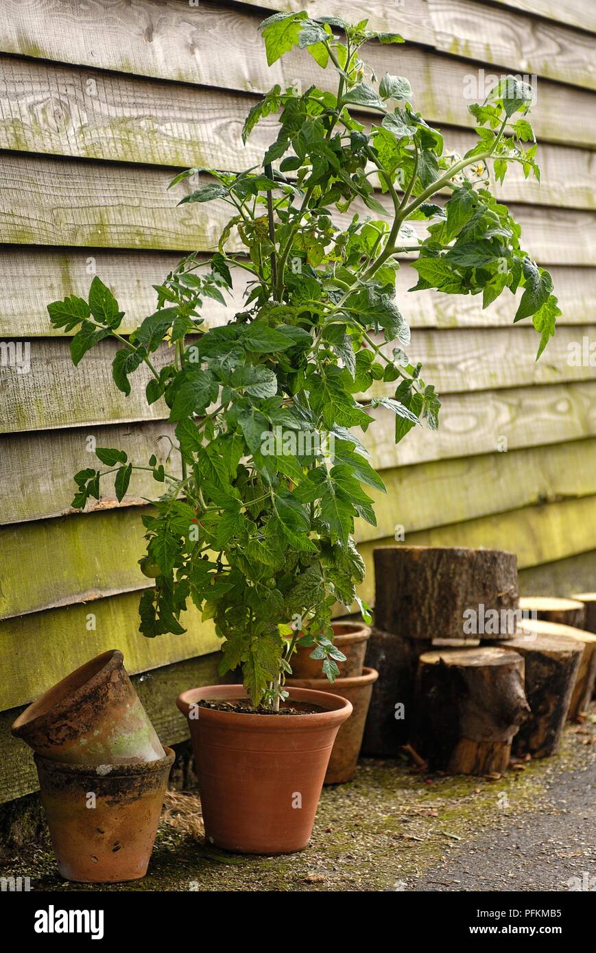 Tomato plant growing in pot next to shed Stock Photo Alamy