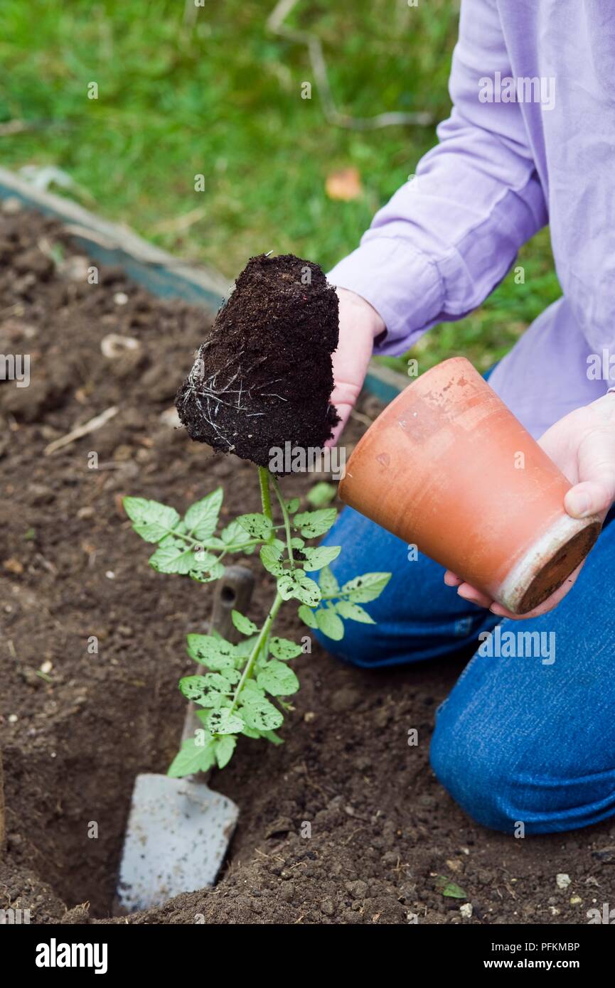 Removing tomato plant from pot above trowel in hole in soil Stock Photo Alamy