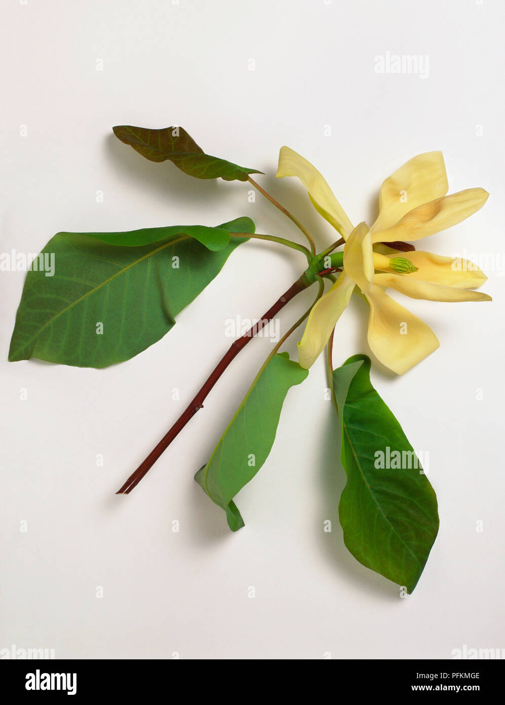 Magnolia fraseri (Fraser Magnolia), cream flower and large green leaves Stock Photo