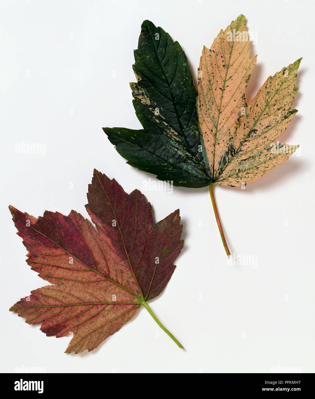 Acer pseudoplatanus 'Nizetii' (Sycamore) leaves Stock Photo