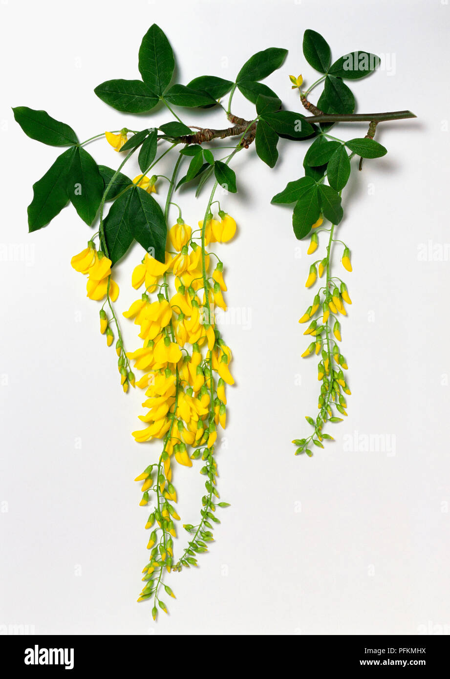 Laburnum x watereri (Voss's Laburnum) with yellow flowers on hanging stems and green leaves Stock Photo