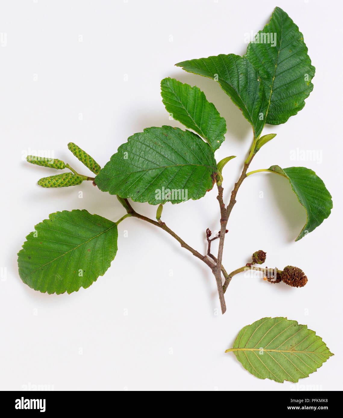 Alnus rubra (Red Alder), green leaves, catkins, and dried fruit on branchlet Stock Photo