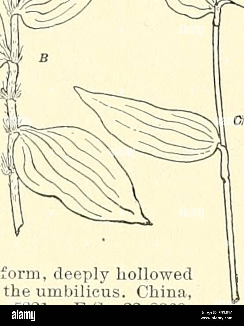 . Cyclopedia of American horticulture, comprising suggestions for cultivation of horticultural plants, descriptions of the species of fruits, vegetables, flowers, and ornamental plants sold in the United States and Canada, together with geographical and biographical sketches. Gardening. Tradescantia flumiiiensis : tender, sheaths hairy at top; flowers white. B, Ze- bnna pendula : tender ; sheaths hairy at top and bottom; flowers rose-red. C, Oommclina nudiilora : hardy ; sheaths crJabrons; flowers blue. 2-4 on a tubercle: drupe reniform, deeply hollowed on one side; embryo opposite the umbilic Stock Photo