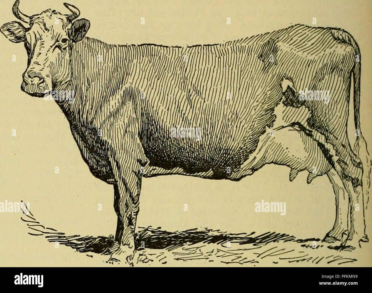 Cyclopedia of farm animals. Domestic animals; Animal products. 304 CATTLE CATTLE milk, or the dairy temperament as it is called, is shown by lack of fullness and roundness in the muscles Cyclopedia of farm animals. Domestic animals; Animal products. 304 CATTLE CATTLE milk, or the dairy temperament as it is called, is shown by lack of fullness and roundness in the muscles
