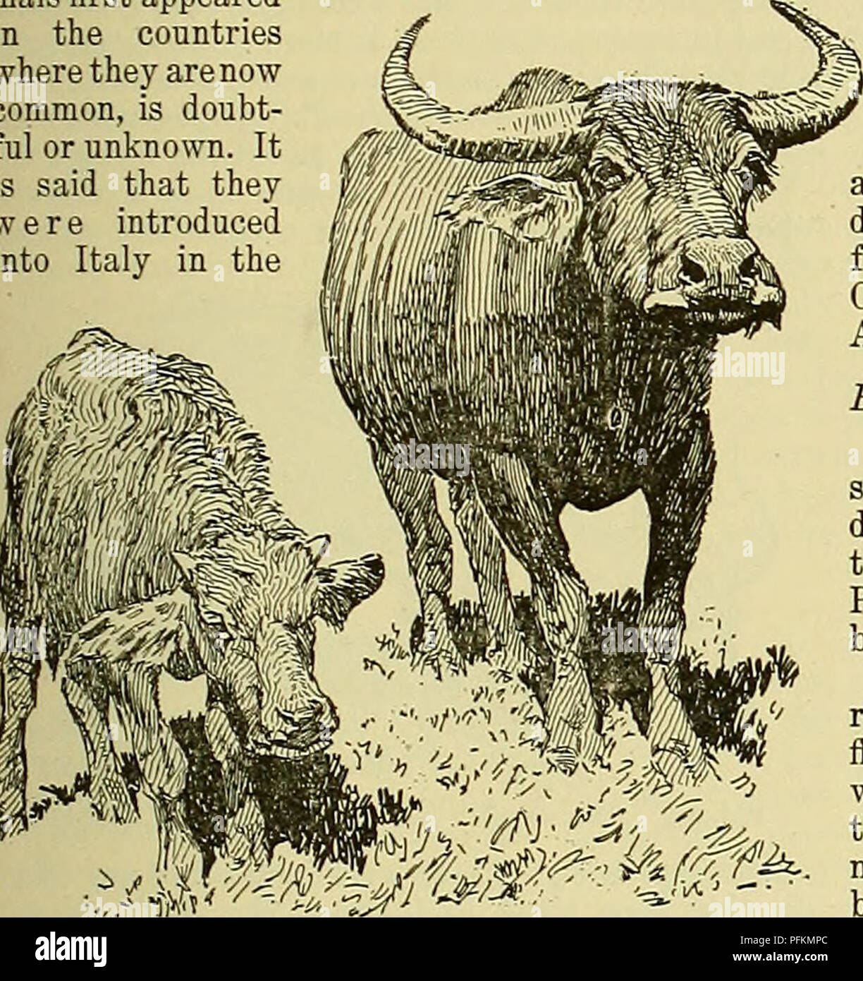 Cyclopedia of farm animals. Domestic animals; Animal products. BUFFALO  BUFFALO 293 There are other species of buffalo aside from the one that we  are now considering and which is the buffalo