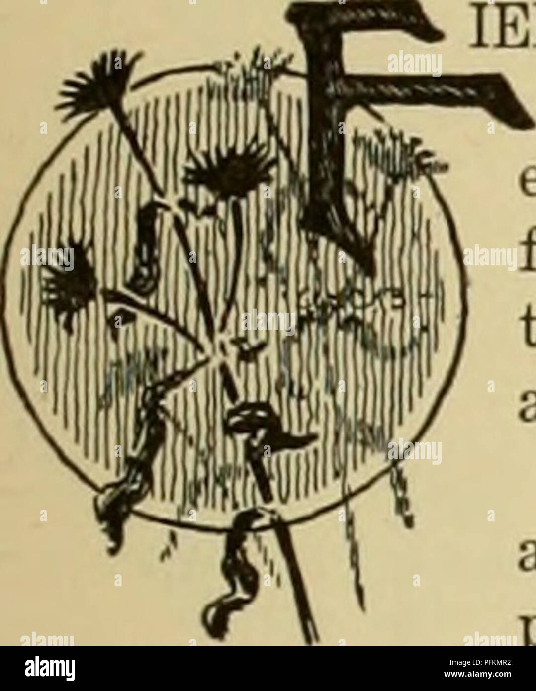 . Cyclopedia of farm crops. Farm produce; Agriculture. CHAPTER VII SEEDING, PLANTING AND YIELDS. lELD CROPS ARE PROPAGATED chiefly by means of seeds, rather than by means of cuttings or other special parts. Moreover, the seed-propagation is of the easiest and simplest kind, adaptable to wholesale methods. There is no necessity for the employing of grafting or other very special practices. For these reasons, the subject of propagation of plants is usually considered to belong to that phase of agriculture known as horticulture. A very few of the field crops are propagated by asexual parts or cut Stock Photo